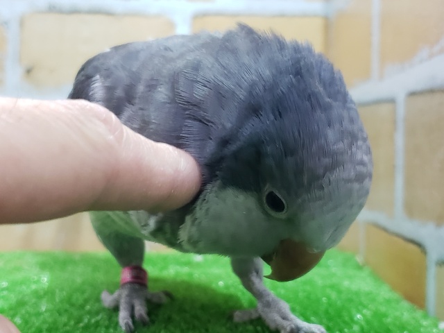 オキナインコ