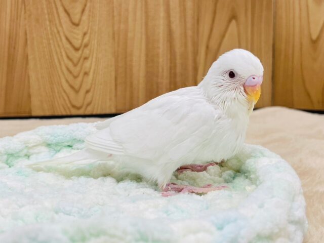 セキセイインコ