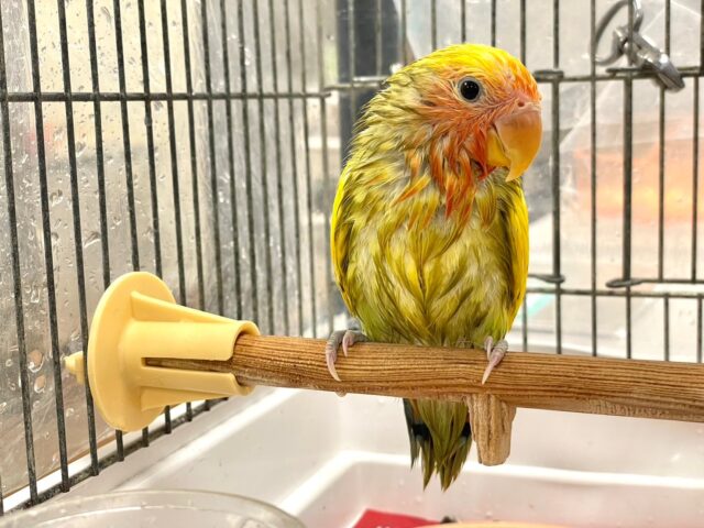 コザクラインコ（小桜インコ）