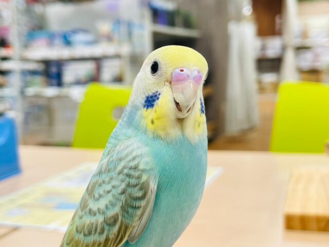 セキセイインコ