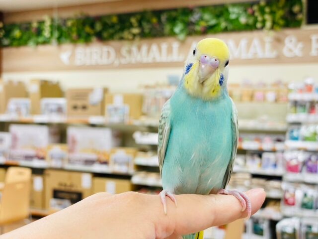 セキセイインコ