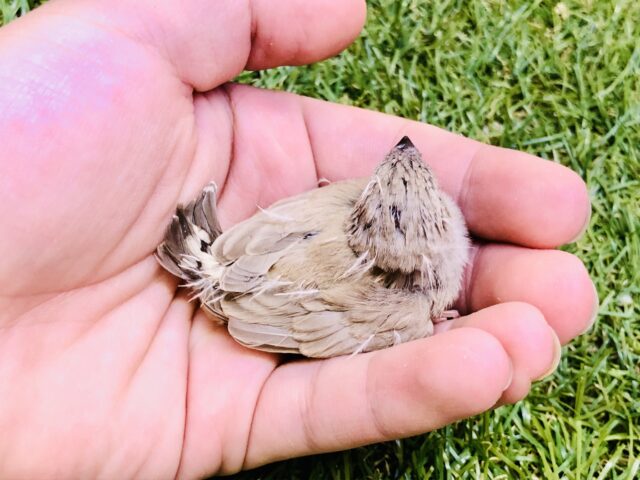 錦花鳥（キンカチョウ）