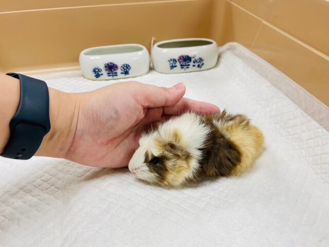 アビシニアンモルモット