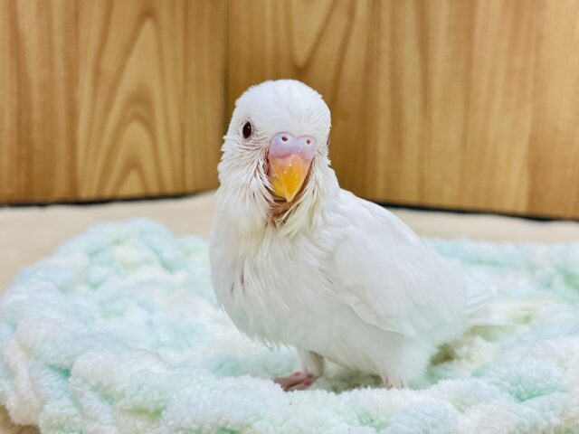 セキセイインコ