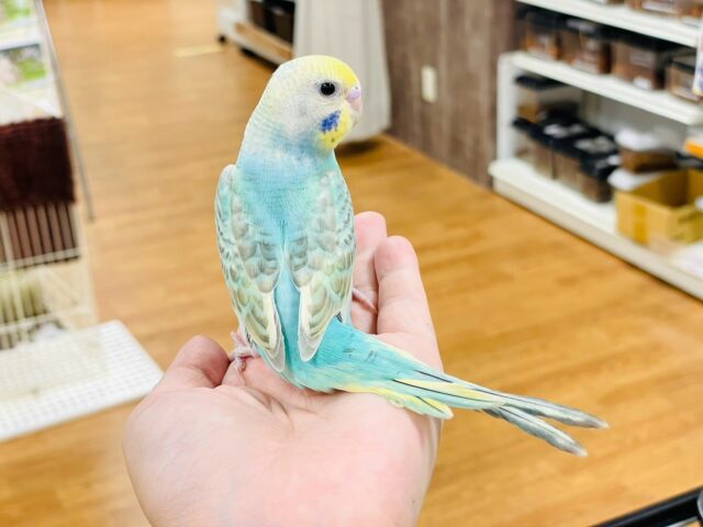 セキセイインコ