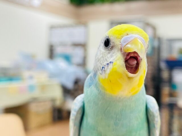 セキセイインコ