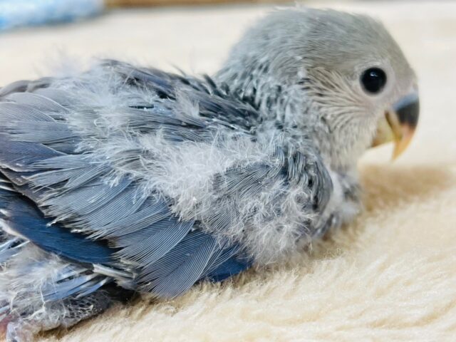 コザクラインコ（小桜インコ）