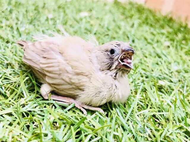 錦花鳥（キンカチョウ）