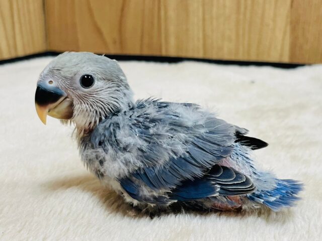 コザクラインコ（小桜インコ）