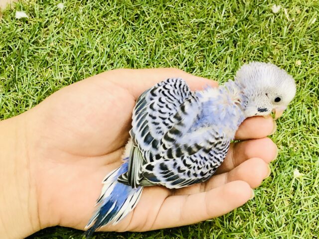 濃い色~がお好きでしょ~♪♪ セキセイインコ セキセイインコ