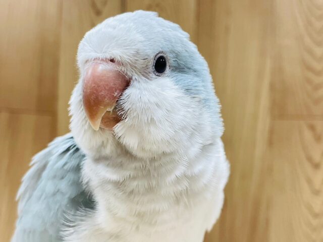 オキナインコ