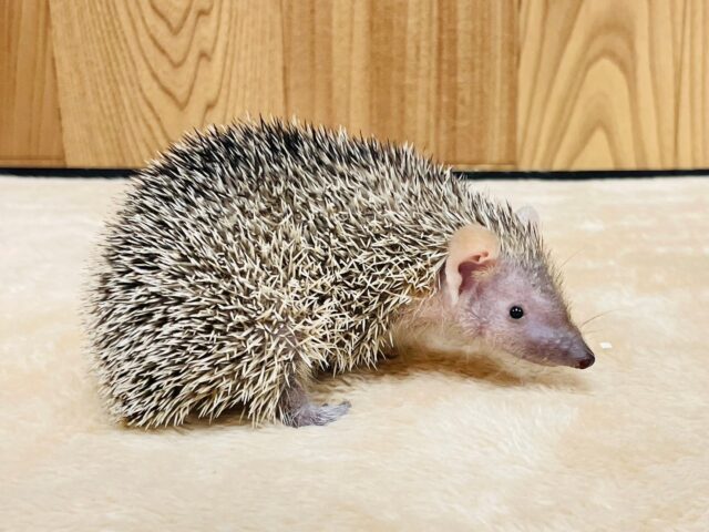 ヒメハリテンレック