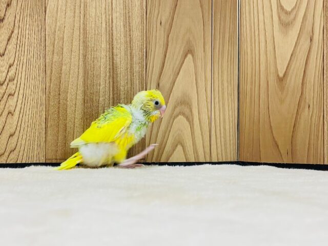 セキセイインコ