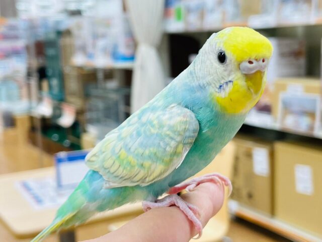 セキセイインコ
