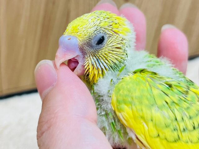 セキセイインコ