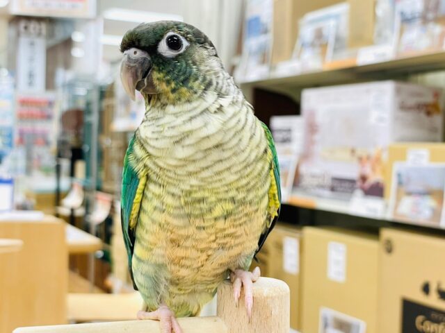 ホオミドリウロコインコ