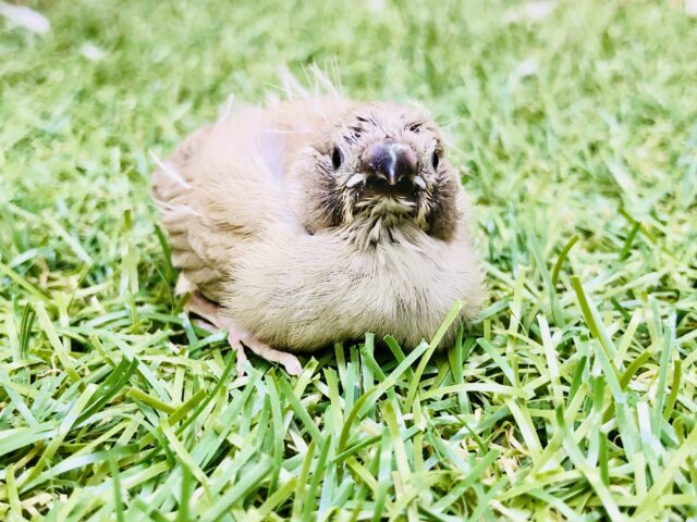 錦花鳥（キンカチョウ）