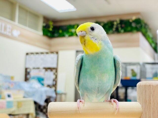 セキセイインコ