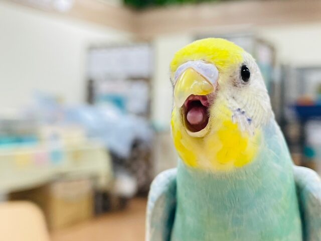 セキセイインコ