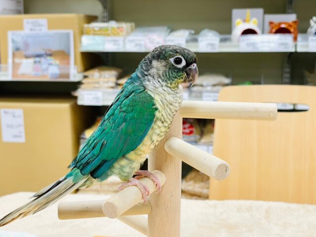 ホオミドリウロコインコ