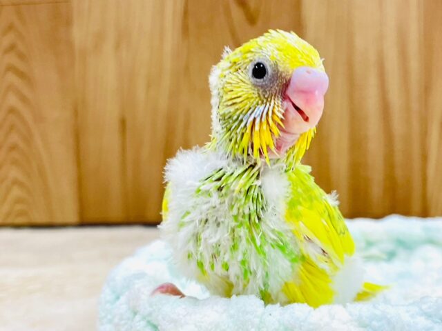 セキセイインコ
