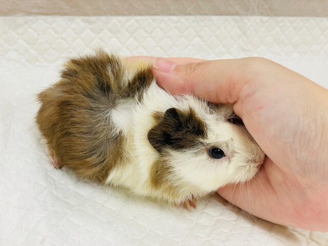 アビシニアンモルモット