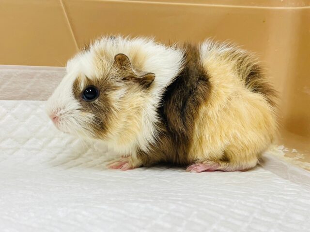 アビシニアンモルモット