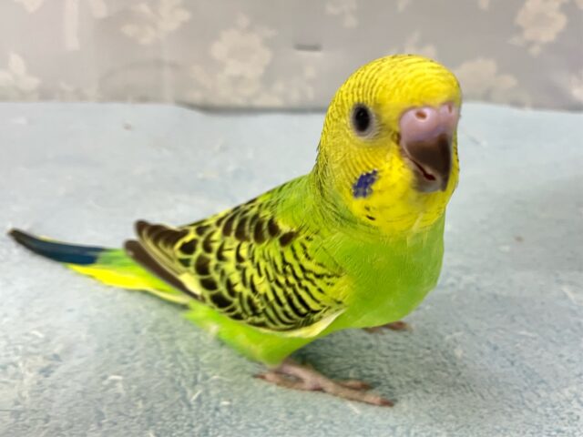 セキセイインコ