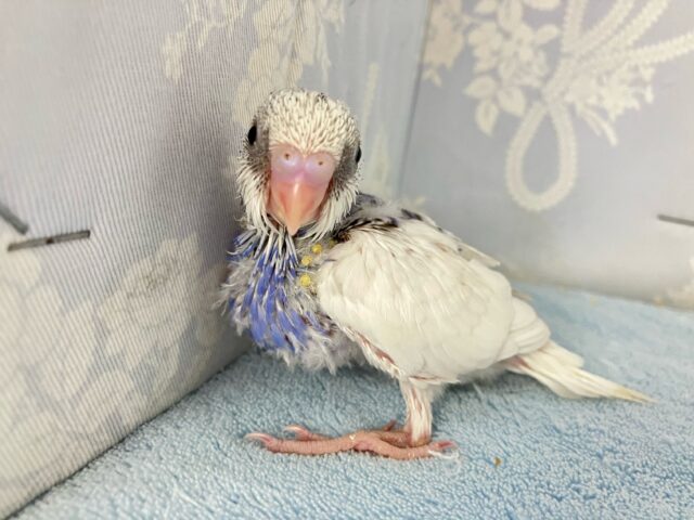 Berry〜🫐very〜元気っ子ッ!!🥳🤍🫐セキセイインコ(パイド2024年8月生まれ) セキセイインコ