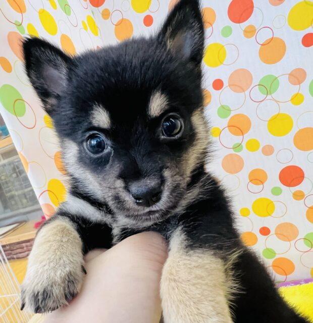 柴チワ（チワ柴）