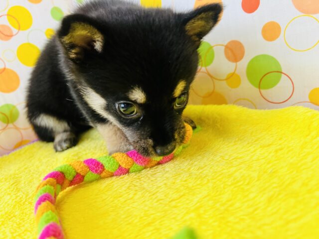 柴チワ（チワ柴）