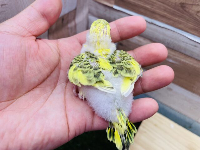 最新画像有ります⭐️黄色い体に美しい模様が素敵です🤩セキセイインコのハルクイン!! セキセイインコ