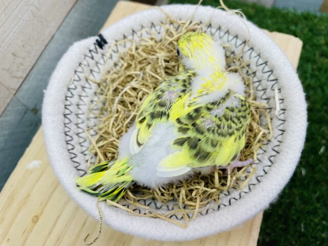最新画像有ります⭐️黄色い体に美しい模様が素敵です🤩セキセイインコのハルクイン!! セキセイインコ