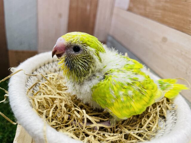 セキセイインコ