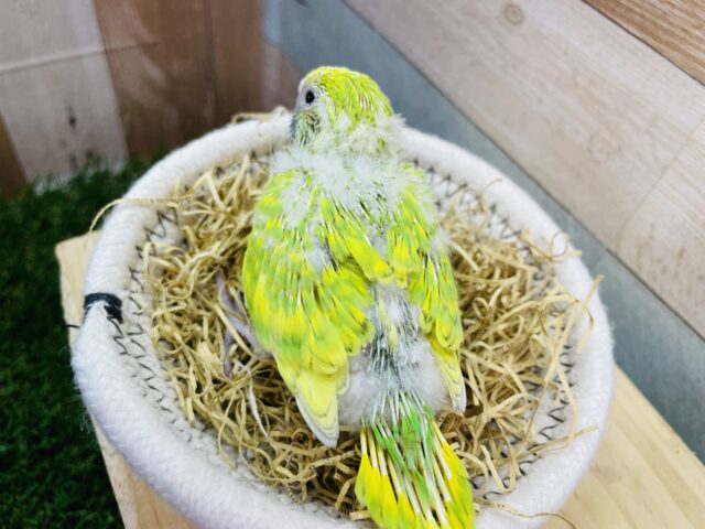 最新画像あります⭐️明るめグリーンが可愛すぎますっ😍セキセイインコのスパングル!! セキセイインコ