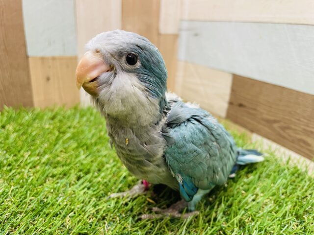 オキナインコ