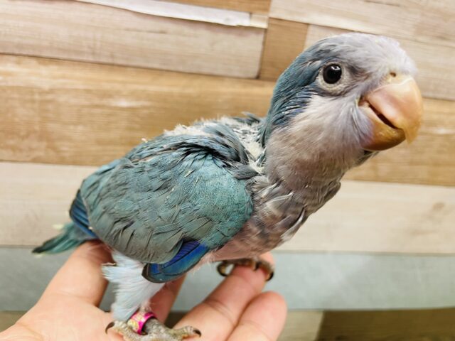 オキナインコ