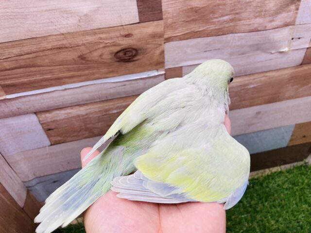 オキナインコ