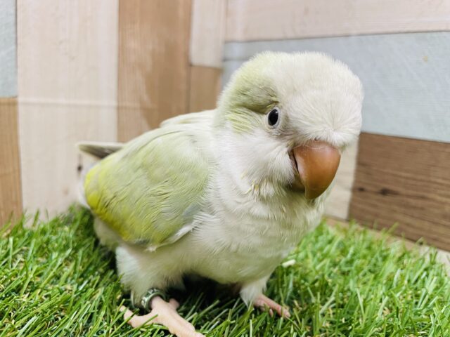 オキナインコ