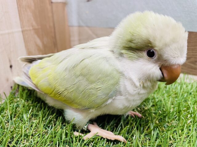オキナインコ