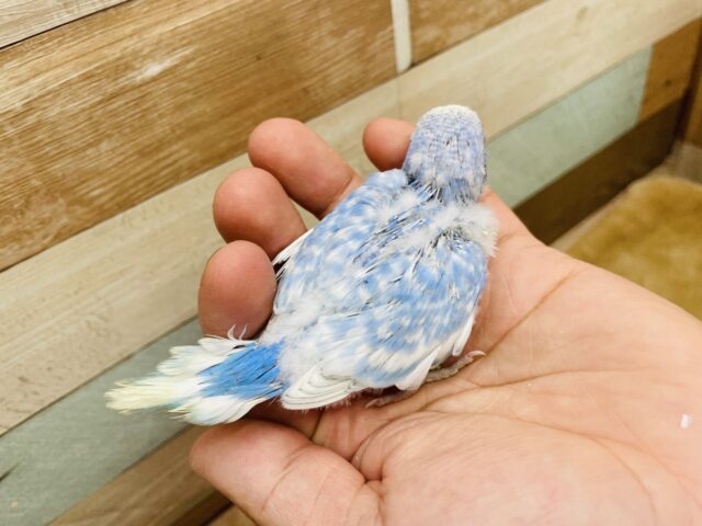 ぱっちりおめめの激キャワちゃん❣️セキセイインコのスパングル!! セキセイインコ