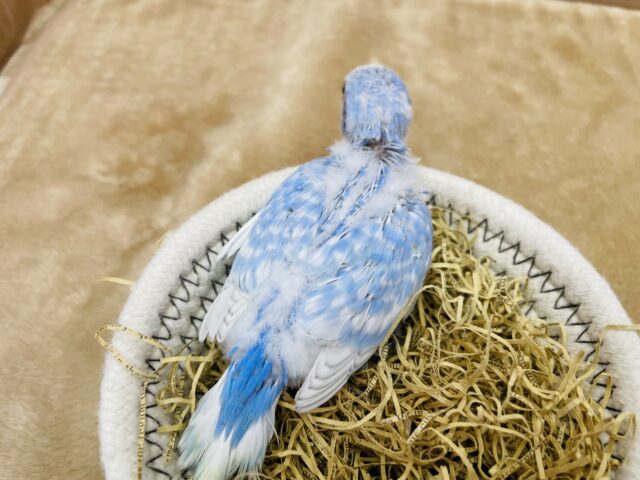 ぱっちりおめめの激キャワちゃん❣️セキセイインコのスパングル!! セキセイインコ
