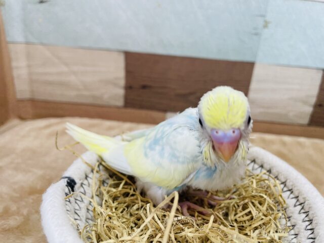 セキセイインコ