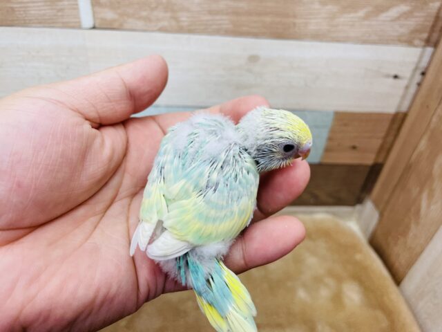 セキセイインコ
