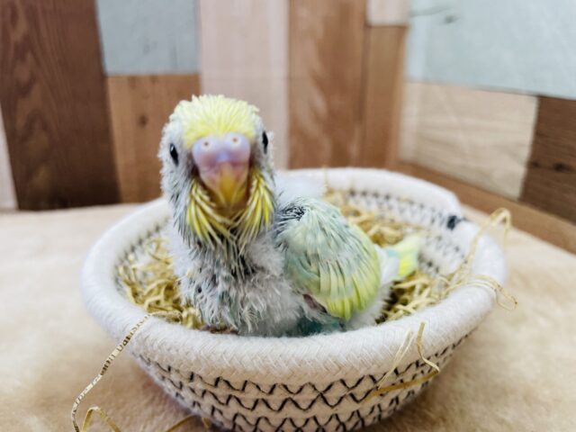 セキセイインコ