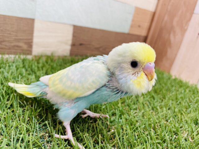 セキセイインコ