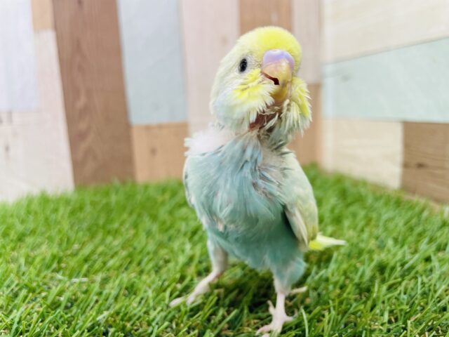セキセイインコ