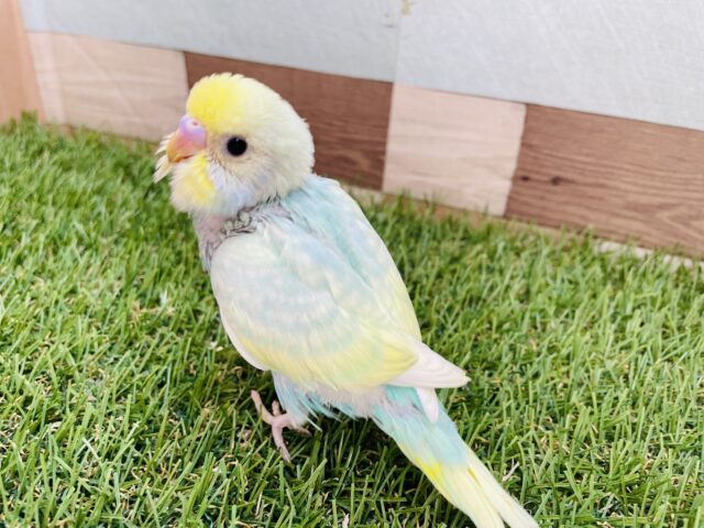 セキセイインコ