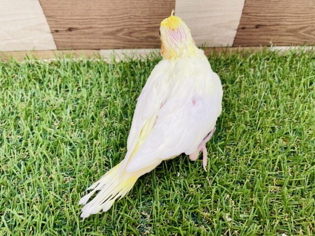最新画像あります⭐️定番人気❗️優しいお色が可愛いんですよね〜オカメインコのルチノーカラー💛❤️ オカメインコ