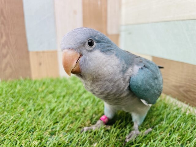 オキナインコ
